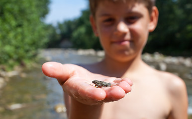 Image showing Baby frog in child's hand