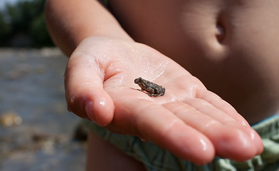 Image showing Baby frog in child's hand