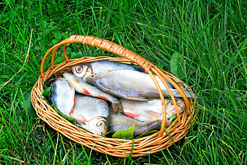 Image showing Wattled basket with the caught fish on the river bank.