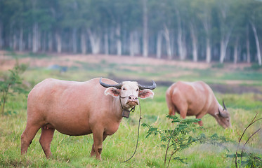 Image showing Two water buffaloes in Thailand