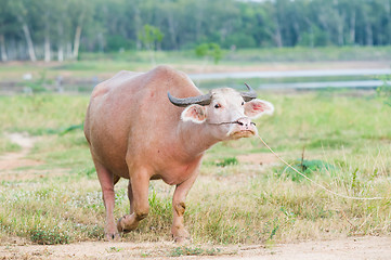 Image showing Water buffalo in Thailand