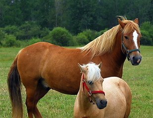 Image showing Horses