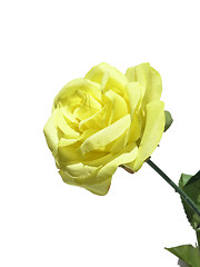 Image showing Yellow Rose Isolated