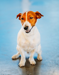 Image showing White Dog Jack Russel Terrier