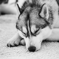 Image showing Gray Adult Siberian Husky Dog (Sibirsky husky) 