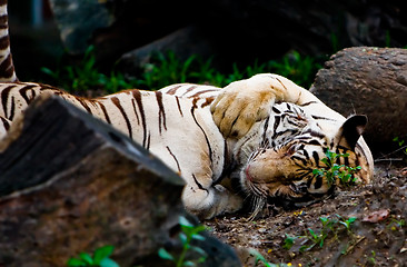 Image showing Tigers hugging