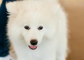 Image showing White Samoyed Dog Puppy