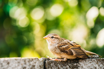 Image showing House Sparrow (Passer Domesticus) On Fence