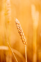 Image showing Yellow Wheat Ears