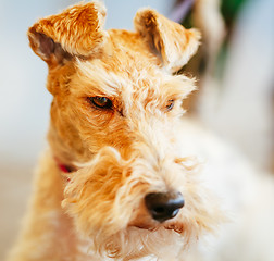 Image showing Wire Fox Terrier