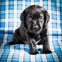 Image showing Beautiful Black Labrador Puppy Dog