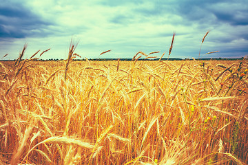 Image showing Golden Barley Ears