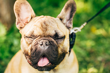 Image showing Dog French Bulldog