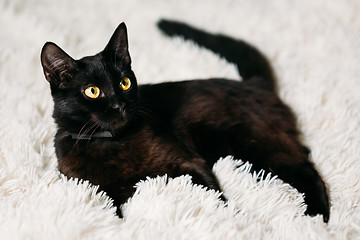 Image showing Little Black Kitten On Bed