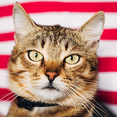 Image showing Close Up Portrait Tabby Male Kitten Cat