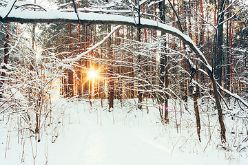 Image showing Winter Forest Landscape