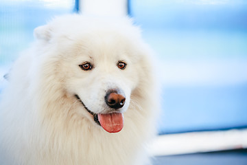 Image showing White Samoyed Dog