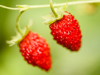 Image showing Strawberry. Strawberries. Growing Organic Berries