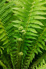 Image showing Young Fern Leaf