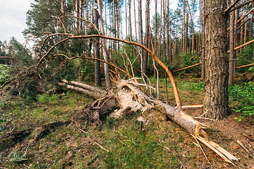 Image showing Windfall in forest. Storm damage.