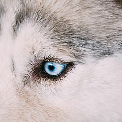 Image showing Close up on blue eye of a husky