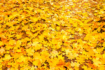 Image showing Background Autumn Yellow Maple Leaves In Forest. 