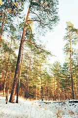 Image showing Winter Forest Landscape