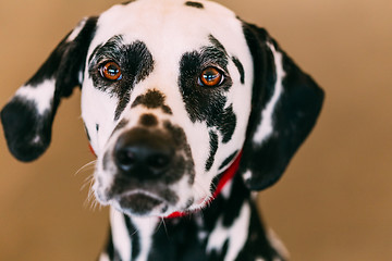 Image showing Close Up Of The Face Of A Dalmatian Dog