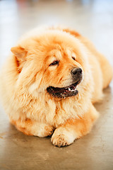 Image showing Brown Chines chow chow dog 