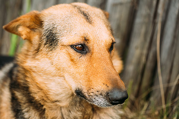 Image showing Angry Dog Look At Outside