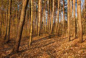 Image showing Beautiful Landscape. Spring Time Forest At Sunset