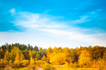 Image showing Summer Landscape With Colorful Forest 