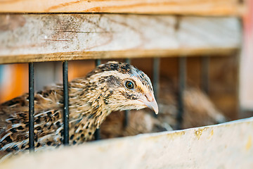 Image showing Young Quail