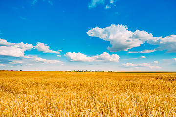 Image showing Wheat Field, Fresh Crop Of Wheat