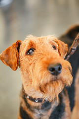 Image showing Brown Airedale Terrier Dog 