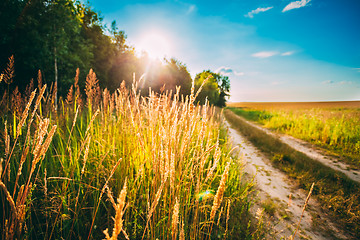 Image showing Sunset In Autumn Forest 