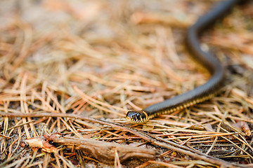 Image showing Grass-Snake, Adder In Early Spring