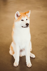 Image showing Akita Dog (Akita Inu, Japanese Akita) Close Up Portrait