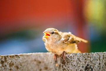 Image showing House Sparrow (Passer Domesticus) On Fence