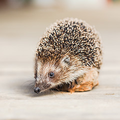 Image showing Hedgehog