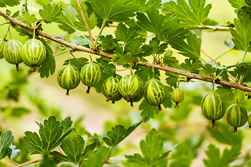 Image showing Gooseberries On A Bush In The Garden 