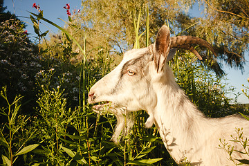 Image showing Young White Horned Goat Chewing