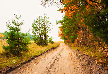 Image showing Colorful Autumn Trees In Forest