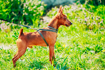 Image showing Close Up Brown Dog Miniature Pinscher Head