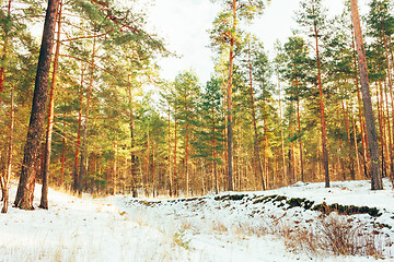 Image showing Winter Forest Landscape