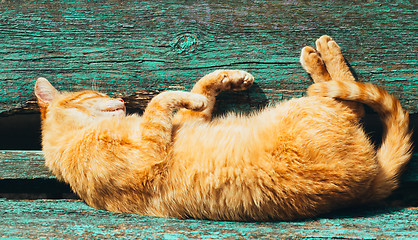 Image showing Red kitten cat sleeps on a bench in park