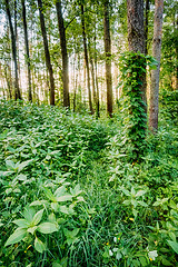 Image showing Mixed Forest, Russian Nature