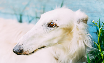 Image showing Dog Russian Borzoi Wolfhound