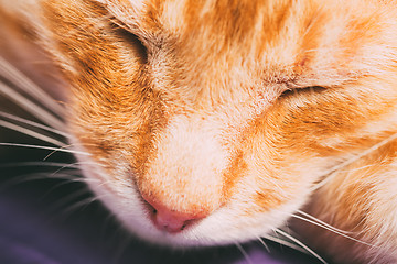 Image showing Red Cat Nose Close Up