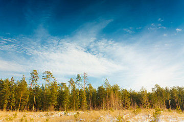 Image showing First Snow Covered The Dry Yellow Grass In Forest